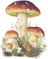 Stosowanie grzybów leczniczych na  odporność- gdy jesienna pora nadchodzi szybko