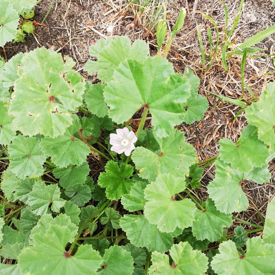 Łacińska nazwa ślazu zaniedbanego to Malva neglecta, czyli malwa zaniedbana. Można zrobić z niego…