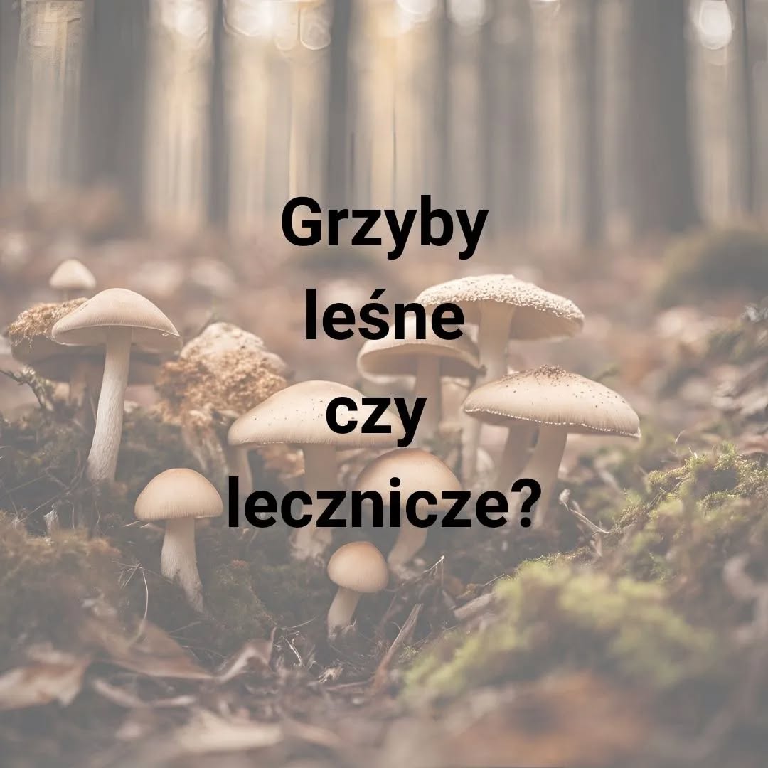 Grzyby z polskich lasów to nie tylko pyszny dodatek do potraw, ale także naturalne…