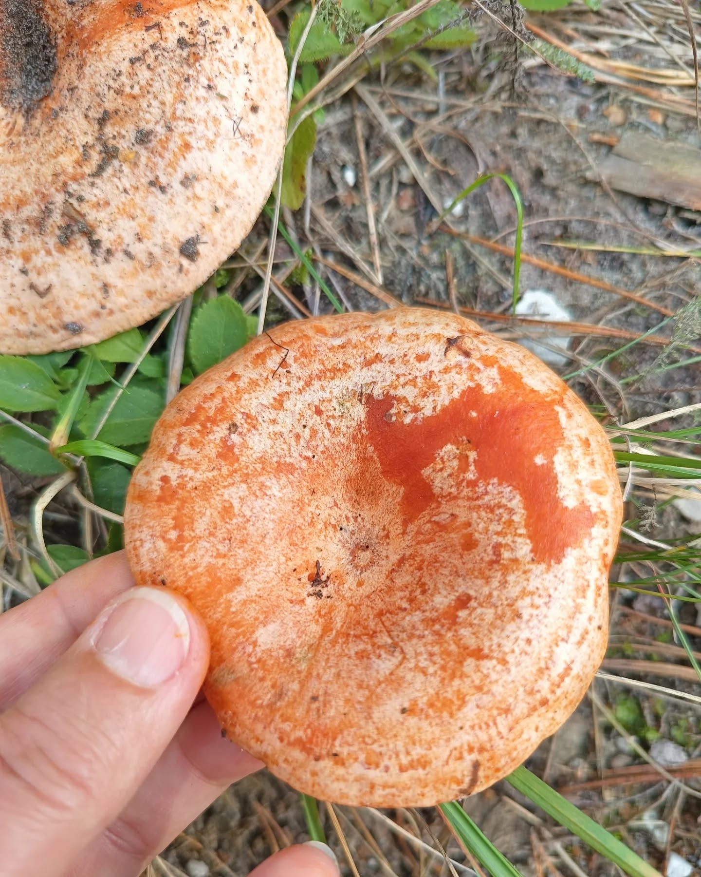 🌿 Mleczaj Rydz - Skarbnica Zdrowia! 🍄 🌿