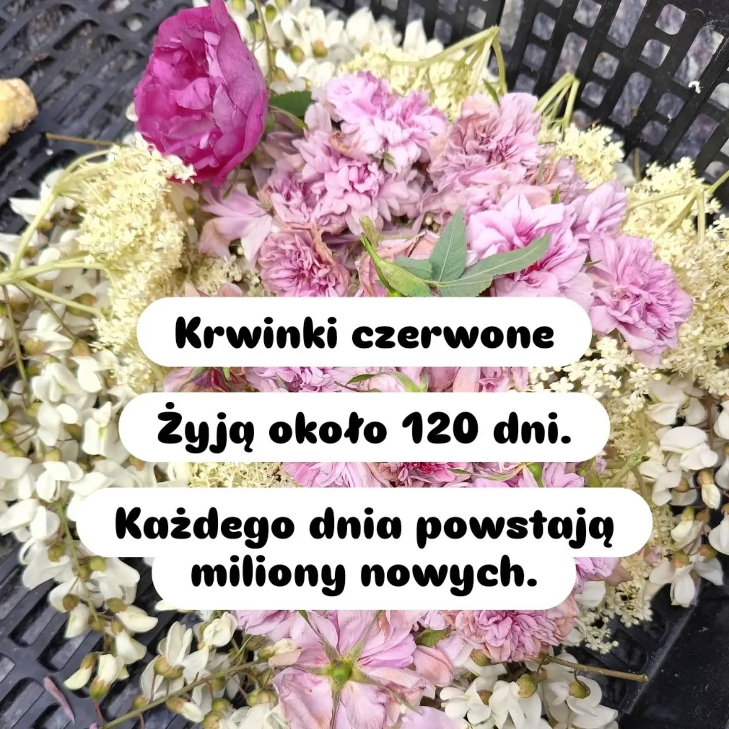 Wpis z Instagrama — 19.08.2026